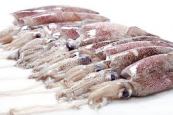 SQUID FROM PATAGONIA
